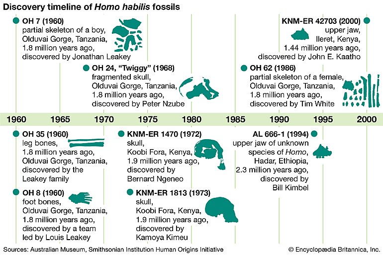 Fósseis de "Homo habilis"