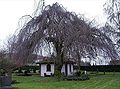 Cultivar Pendula