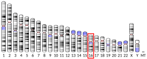 Chromosome 16 (human)