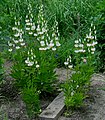 Lilium martagon var. album