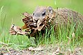La marmota recull material aïllant per fer un cau d'hibernació