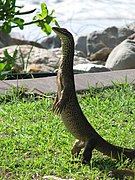 Varanus gouldii