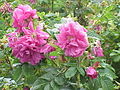 Rosa rugosa