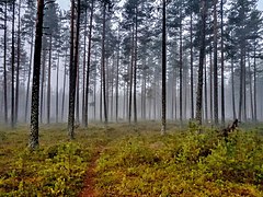 Ung norsk furuskog i morgentåke, Ringerike, Buskerud