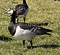 Branta leucopsis (cat.)