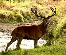 Cervus elaphus