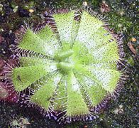 Drosera admirabilis