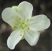 Drosera lanata