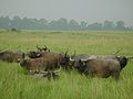 Manada de búfalos-asiáticos no Parque Nacional de Kaziranga em Assam, Índia