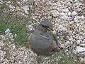 Alpine Accentor