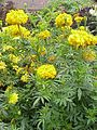 Marigold, provincial flower of Gujarat