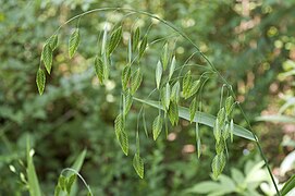 Graminée aux grands épillets plats