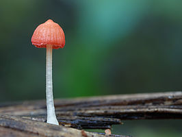 Adonismycena