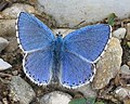 Polyommatus bellargus