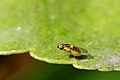 Magnified image of a grass fly