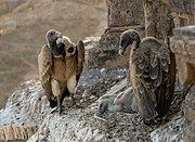 Indian vultures, (Gyps indicus), in a nest on the tower of the Chaturbhuj Temple, Orchha, Madhya Pradesh. The vulture became nearly extinct in India in the 1990s from having ingested the carrion of diclofenac-laced cattle.