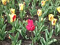 Zámecký park Lednice-tulipán se třemi květy rok 2016