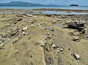 Restes d'une scène de braconnage à Petite-Terre. On voit une carcasse de tortue verte et des coquilles éclatées de strombes.