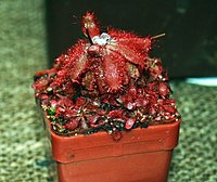 Drosera montana