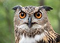 Image 53A rescued Eurasian eagle-owl