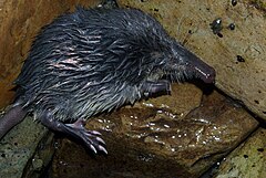 Dans un environnement rocailleux et humide, vue de profil d'un animal aux poils argentés ébouriffés et au long museau en forme de trompe, assis sur ses fortes pattes arrières griffues.