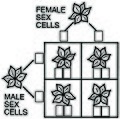 Outcomes of two sets of flowers both homozygous white flowers because all the alleles are white and recessive, all the offspring flowers will also be white.