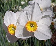 Grupo 9, Narcissus 'Actaea'