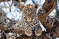 Juna leopardo en Serengeti
