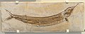 Fossile di Aspidorhynchus acutirostris