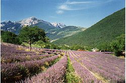 Skyline of Chamaloc