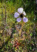 Drosera cistiflora