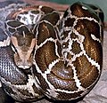 Indian python (Python molurus molurus, Near threatened species)