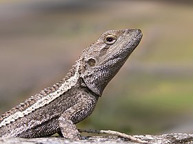 Amphibolurus muricatus