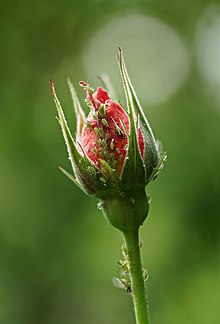 Insectes vert sur la base d'une fleure rose.