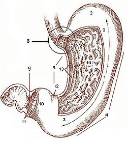 Průřez žaludkem člověka