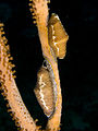 Sapasang Cyphoma signatum (cowry cap ramo), di basisir Haiti.