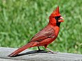 Cardinalis cardinalis (Cardinalidae)