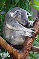 A sleeping Koala at the San Diego Zoo, California, USA.