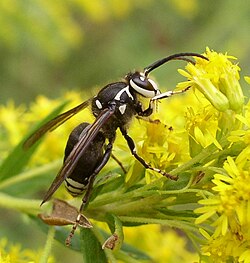 Dolichovespula maculata