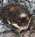 Un ratpenat Eptesicus nilssoni hibernant en Noruega