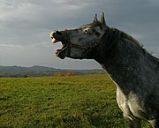 Konj na Premu.