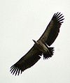 Indian vulture