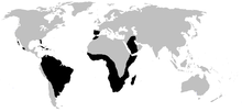 World.distribution.amphisbaenia.1.png