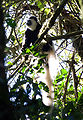 Colobus guereza.