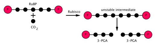 Pha cố định CO2