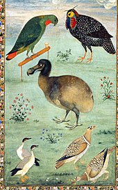 لوحة لطائر الدودو بين الطيور الهندية المحلية