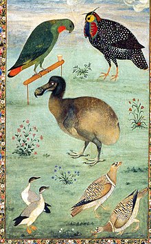 Barevná malba ptáků, uprostřed je hnědý dodo, vlevo nahoře zelený Loriculus galgulus, vpravo od něj černý, bíle otečkovaný Tragopan melanocephalus, na spodním kraji obrázku vlevo dvě bílo-šedo-černé Anser indicus a v pravo dva Pterocles indicus; mezi ptáky je tráva a několik rozkvetlých květinek a oblohu v horní části obrazu zbarvuje slunce a mraky.