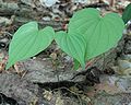 Dioscorea villosa (wild yam)