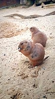 Un couple de chiens de prairie.