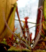 Drosera graminifolia